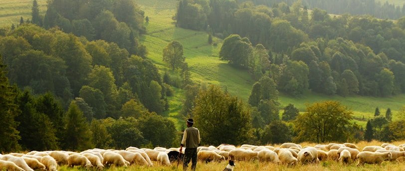 man standing in front of group of lamb