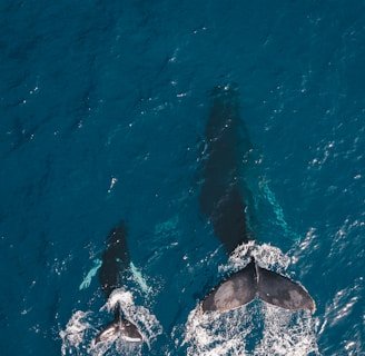 two black whales swimming in body of water