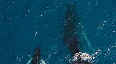 two black whales swimming in body of water