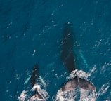 two black whales swimming in body of water