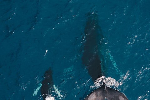 two black whales swimming in body of water